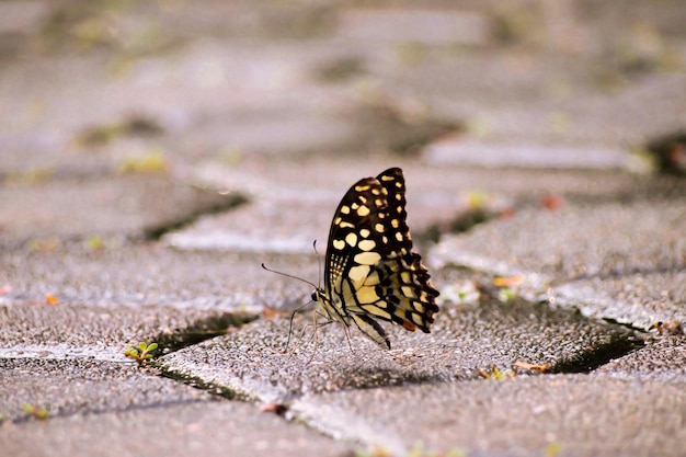 Papillon au sol