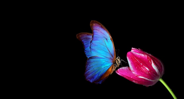 un papillon aux ailes bleues et aux fleurs rouges