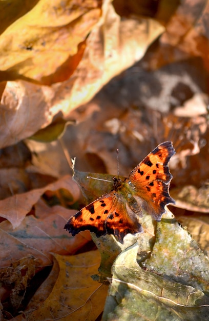 Le papillon aux ailes brunes et aux talons noirs est assis sur une feuille séchée