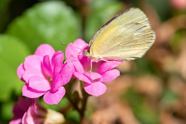 Papillon beau papillon pollinisant de belles fleurs au Brésil mise au point sélective d'automne