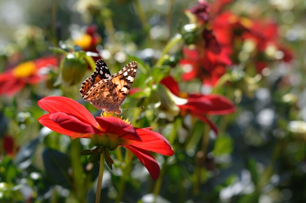 Papillon belle dame sur une fleur de dahlia rouge gros plan