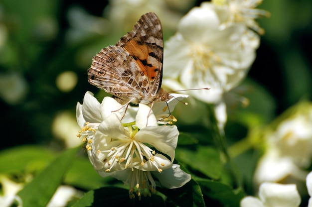 Papillon belle dame Vanessa cardui sur les fleurs de seringat sur une journée ensoleillée