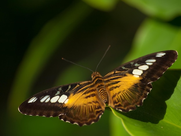 Papillon belle dame.