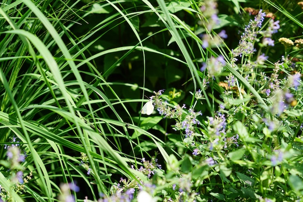 Papillon blanc assis sur une fleur de prairie pourpre