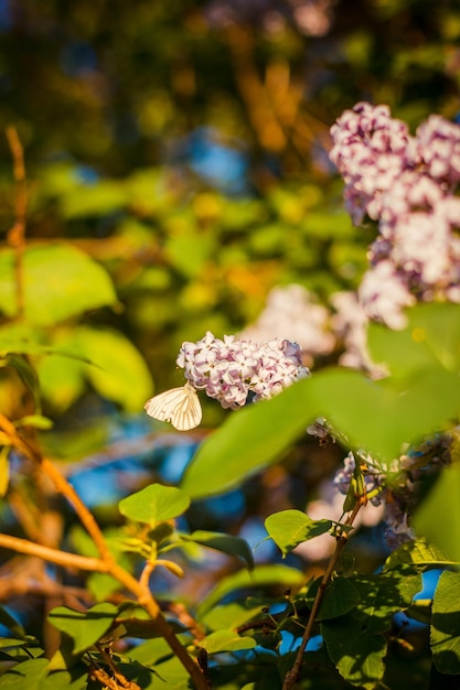 Un papillon blanc est assis sur une branche de lilas.