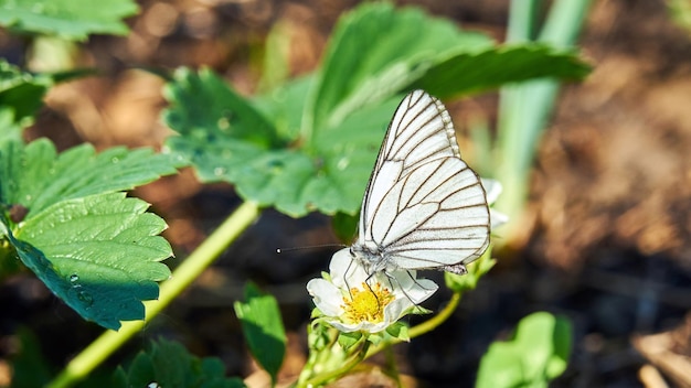 Papillon blanc sur une fleur. Été. Sibérie.