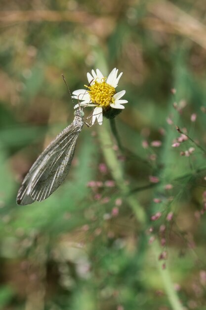 Papillon blanc avec des fleurs