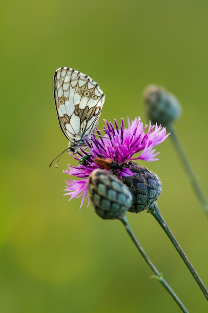 Papillon blanc marbré (Melanargia galathea) sur la fleur (Cirsium arvense)