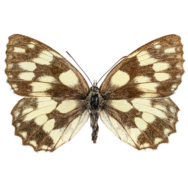 papillon blanc marbré