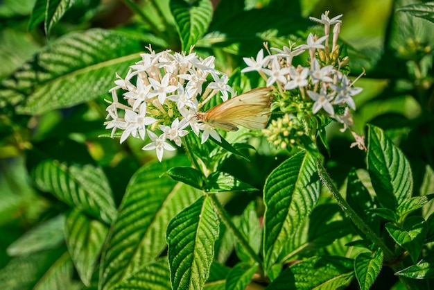 Papillon blanc posant sur un buisson vert avec des fleurs pollinisantes