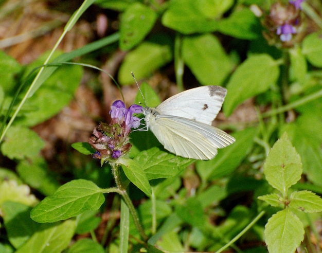 Le papillon blanc à veines vertes Pieris napi recueille le nectar des fleurs bleues