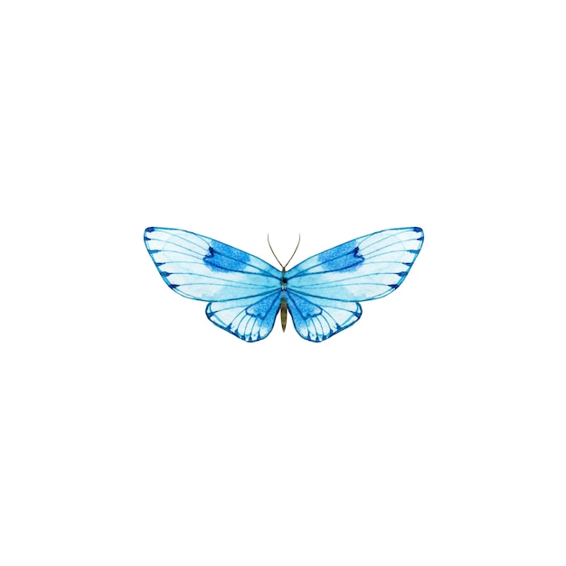 Papillon bleu aquarelle