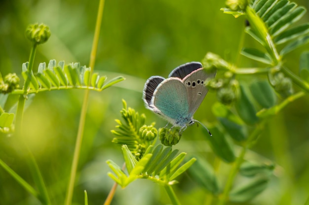 Papillon bleu et blanc sur la plante verte