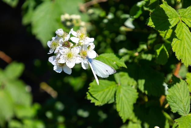 Papillon bleu blanc près de fleurs blanches