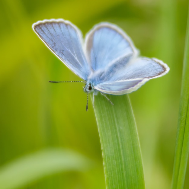 Papillon bleu sur un brin d'herbe