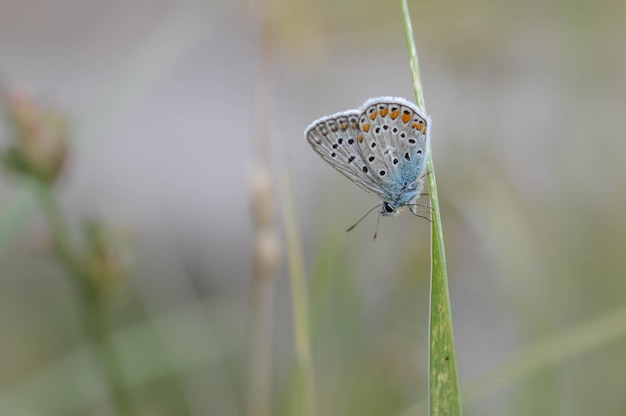 Papillon bleu commun petit papillon bleu et gris macro