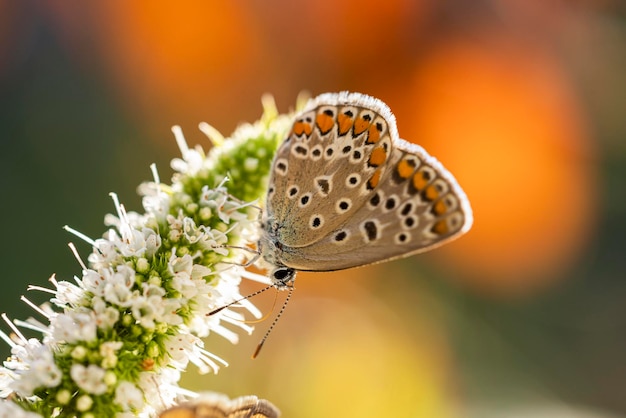 Papillon bleu commun Polyommatus icarus se nourrissant d'une fleur de menthe coucher de soleil lumière en automne gros plan macro faible profondeur de champ