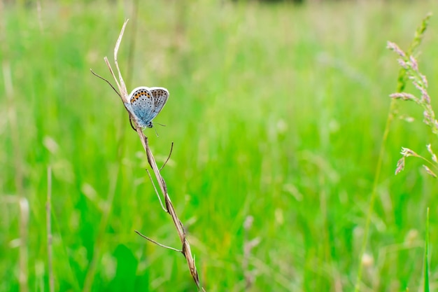 Papillon bleu dans l'arrière-plan de l'herbe verte