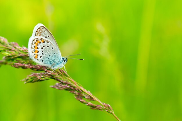 Papillon bleu dans l'herbe verte Beau fond pour une carte postale Place pour une inscription Vue de côté