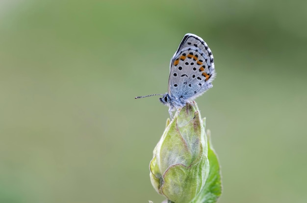 Un papillon bleu est assis sur une feuille verte.