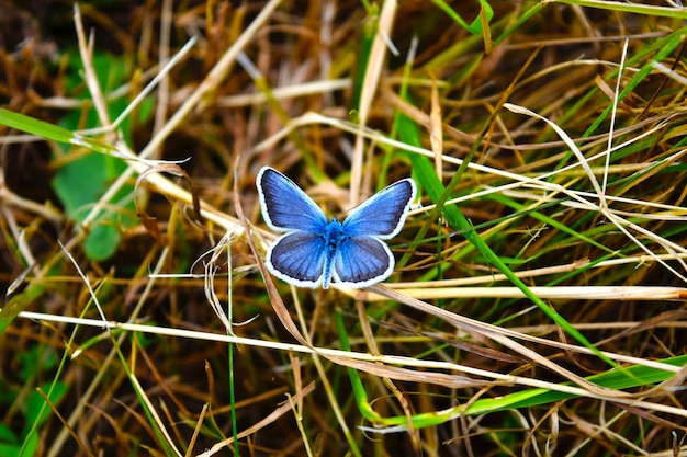 un papillon bleu est sur le sol dans un champ d'herbe