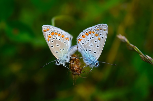 un papillon bleu est sur une toile d'araignée et l'herbe est verte