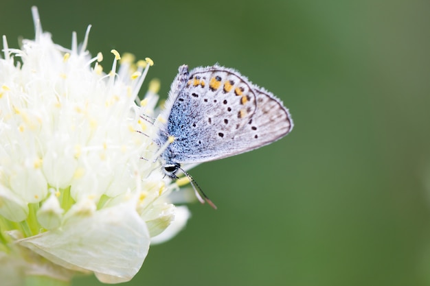 Papillon bleu, sur une fleur, insecte printanier