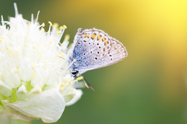 Papillon bleu, sur une fleur, insecte printanier