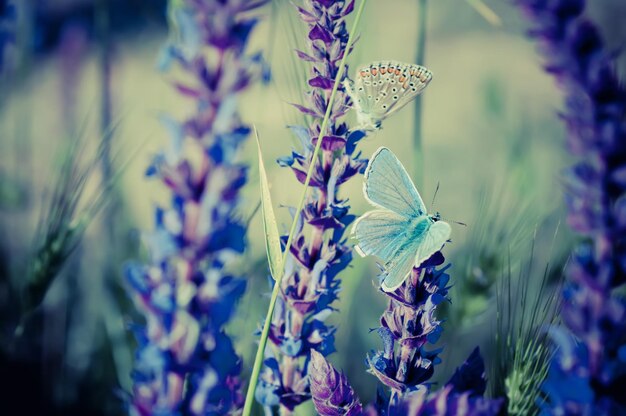 Papillon bleu sur fleur