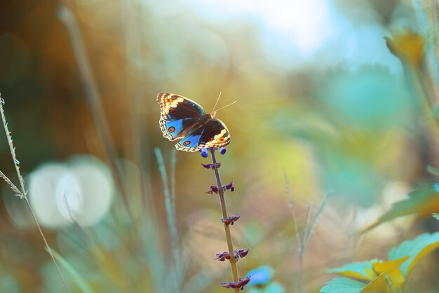 papillon bleu sur les fleurs avec fond nature