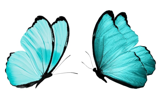Papillon bleu. insecte naturel. isolé sur fond blanc