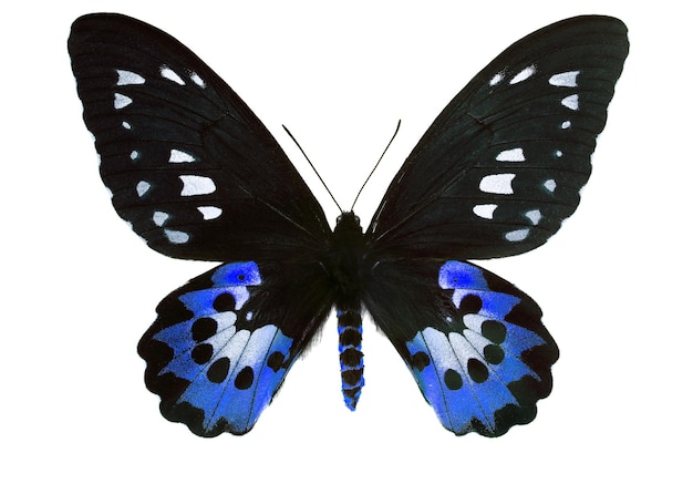 un papillon bleu et noir sur fond bleu et noir