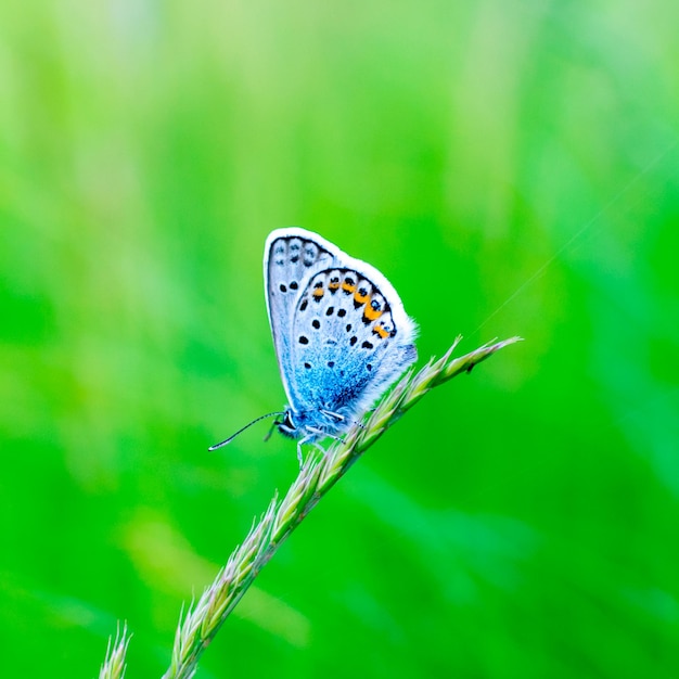 Un papillon bleu parsemé d'argent Plebejus argus se repose et est assis sur l'herbe sur un fond vert flou