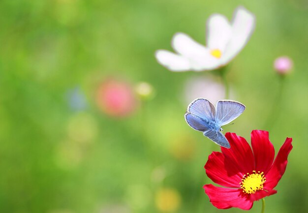 Le papillon bleu près d'une fleur