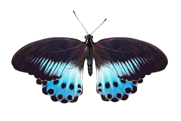 Papillon bleu tropical isolé sur blanc