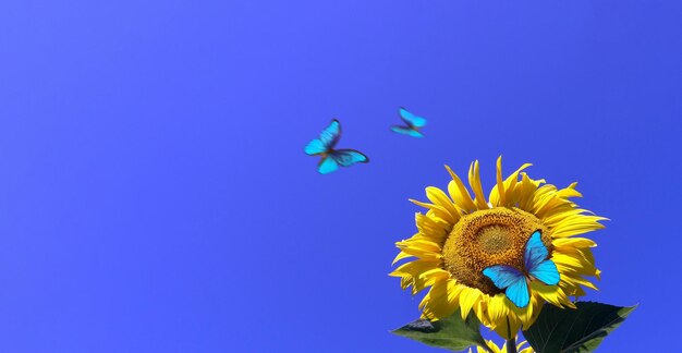 un papillon bleu vole dans le ciel