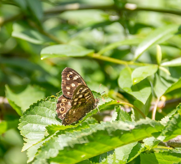 Le papillon de bois tacheté