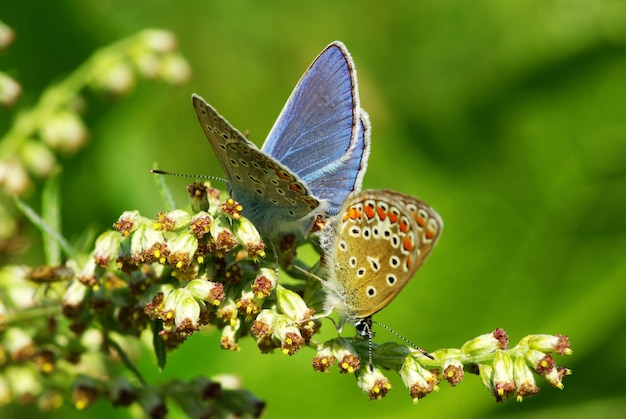 papillon sur une branche