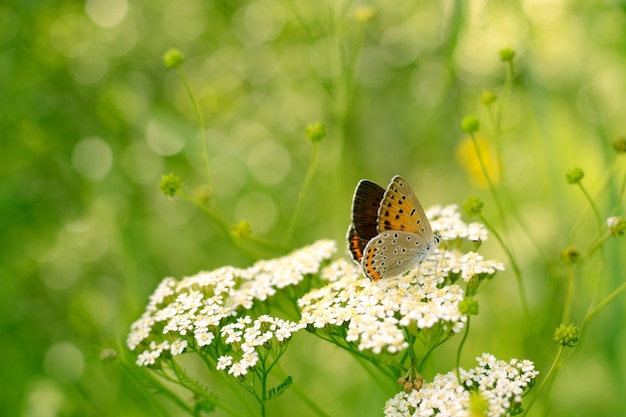 Papillon bronze cuivre sur une fleur