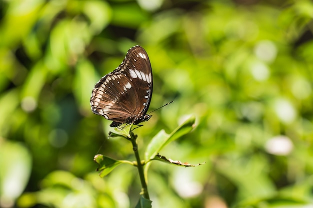 Papillon brun sur l&#39;arbre