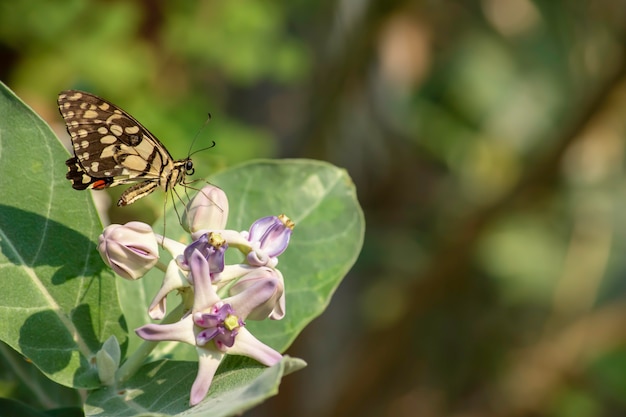 Papillon brun sur Calotropisi dans le jardin