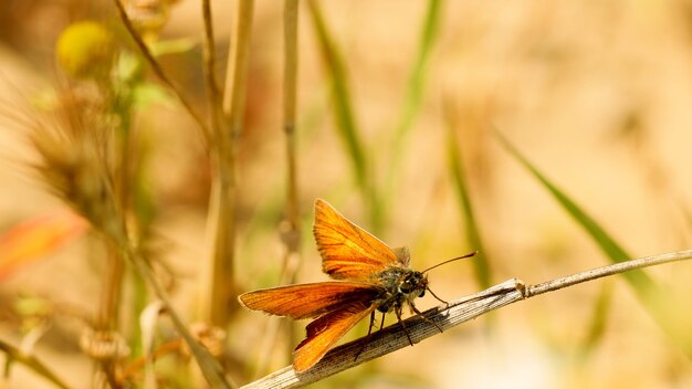 Photo un papillon brun est assis sur une plante.