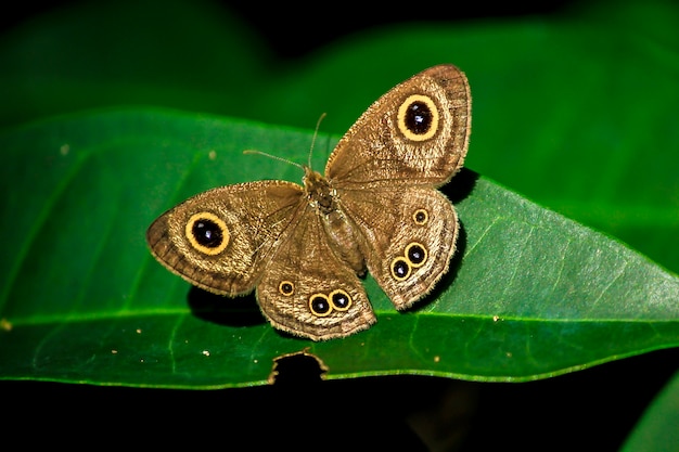 Papillon brun sur feuille dans la nature