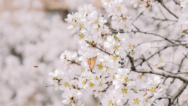 Un papillon sur un cerisier en fleurs