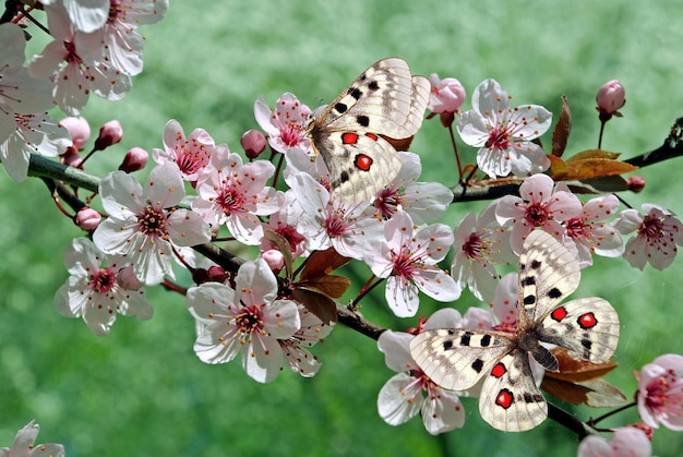 un papillon sur un cerisier