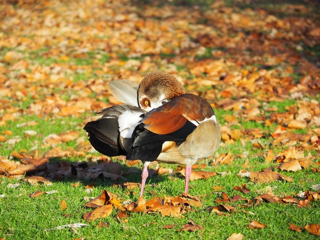 Un papillon sur un champ