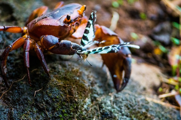 Papillon de chasse au crabe