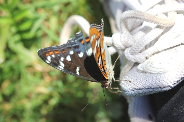 Photo le papillon sur la chaussure