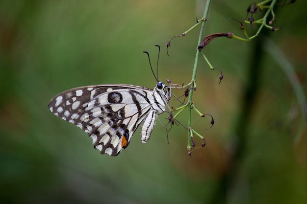 Papillon de chaux sur la plante