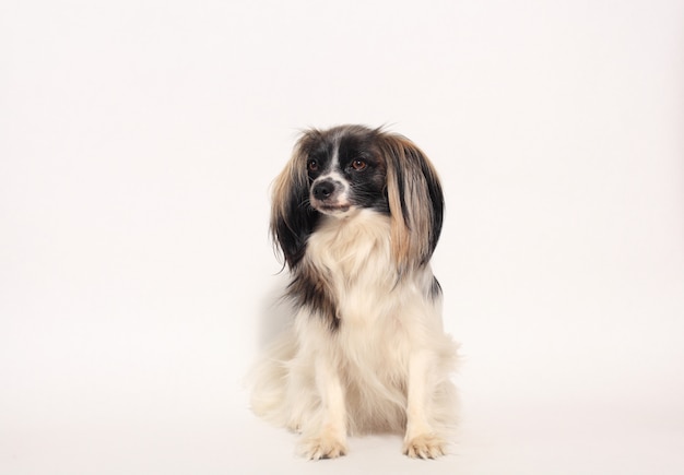 Papillon chien gros plan portrait